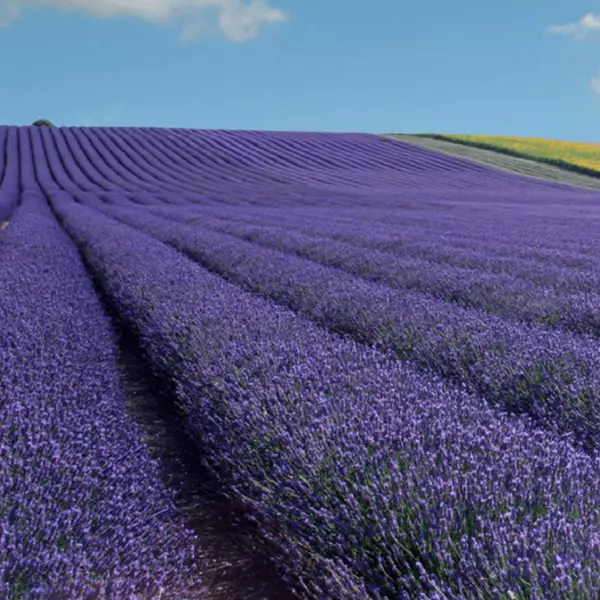 hitchin lavender.png